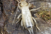 Un Pince-oreille. Une larve (Dermaptre - Forficulidae - Forficula sp.)